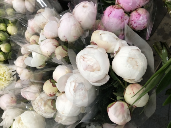 Peonies in Melbourne.Flower Delivery